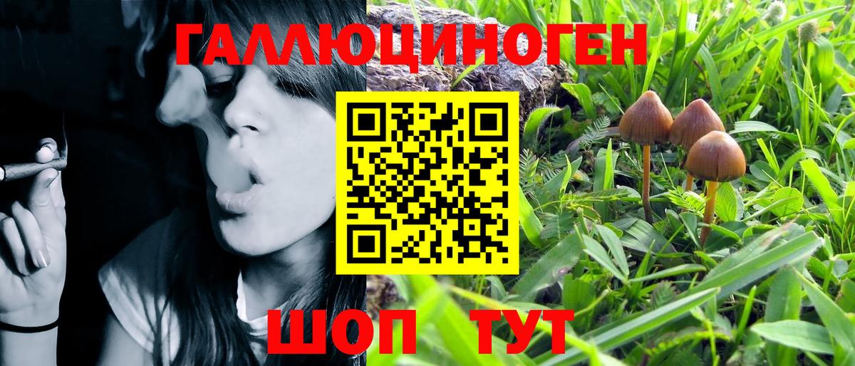 Галлюциногенные грибы Psilocybine cubensis Елизово